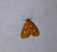 Asota orbona