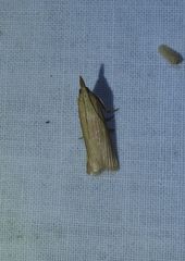 Emmalocera latilimbella