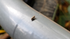 Amblysellus curtisii