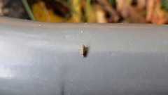 Amblysellus curtisii