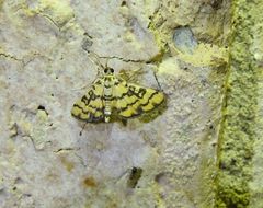 Glycythyma chrysorycta