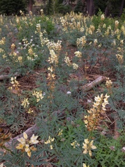 Lupinus angustiflorus