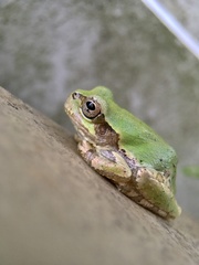 Hyla japonica