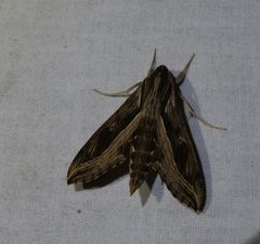 Hippotion velox