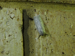Maroga setiotricha
