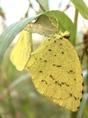 Eurema mandarina