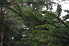 Picea glehnii