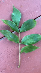Fraxinus