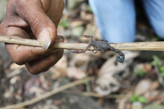 Tityus pachyurus
