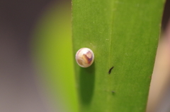 Coequosa triangularis