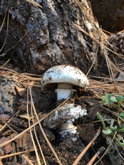 Agaricus chionodermus