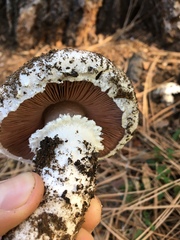 Agaricus chionodermus