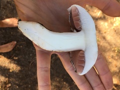 Agaricus chionodermus