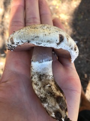 Agaricus chionodermus