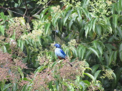 Tangara velia cyanomelas