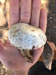 Agaricus chionodermus