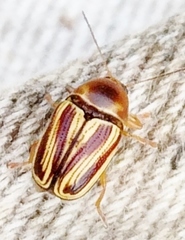 Cryptocephalus obsoletus