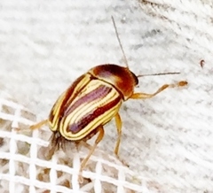 Cryptocephalus obsoletus
