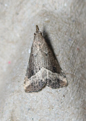 Schrankia macula