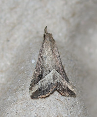 Schrankia macula