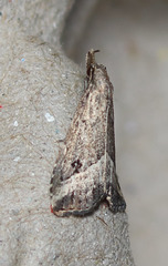 Schrankia macula