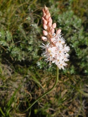 Bulbinella trinervis