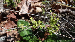 Acantholippia seriphioides