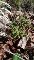 Acantholippia seriphioides