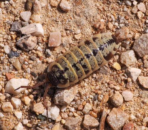 Yellow Dot Isopod, photo 4 of 10