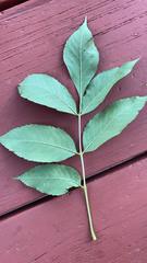 Fraxinus