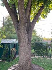 Fraxinus