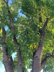 Fraxinus