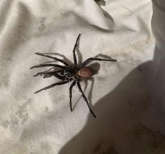 Bothriocyrtum californicum