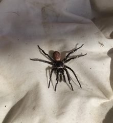 Bothriocyrtum californicum