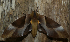 Coequosa triangularis