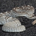 Eastern Black-tailed Rattlesnake - Photo (c) jugbayjs, some rights reserved (CC BY-NC), uploaded by jugbayjs