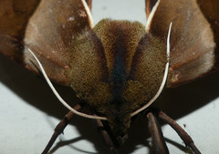 Coequosa triangularis