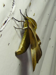 Coequosa triangularis