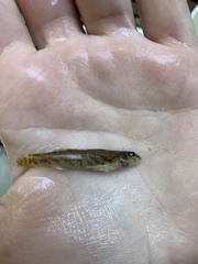 Etheostoma inscriptum