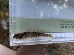 Etheostoma inscriptum