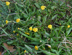 Senecio maritimus