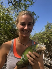 Iguana delicatissima