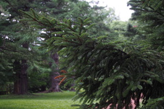 Picea glehnii