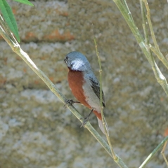 Sporophila castaneiventris