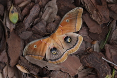 Antheraea polyphemus