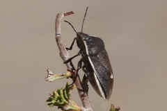 Chlorochroa