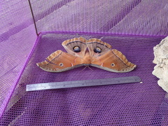 Antheraea polyphemus