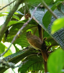 Thamnistes rufescens