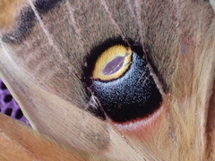 Antheraea polyphemus