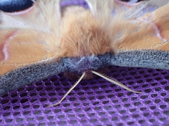 Antheraea polyphemus